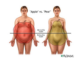 Apple_vs_Pear_Shaped_Body.jpg