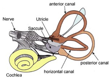 Inner_ear.jpg